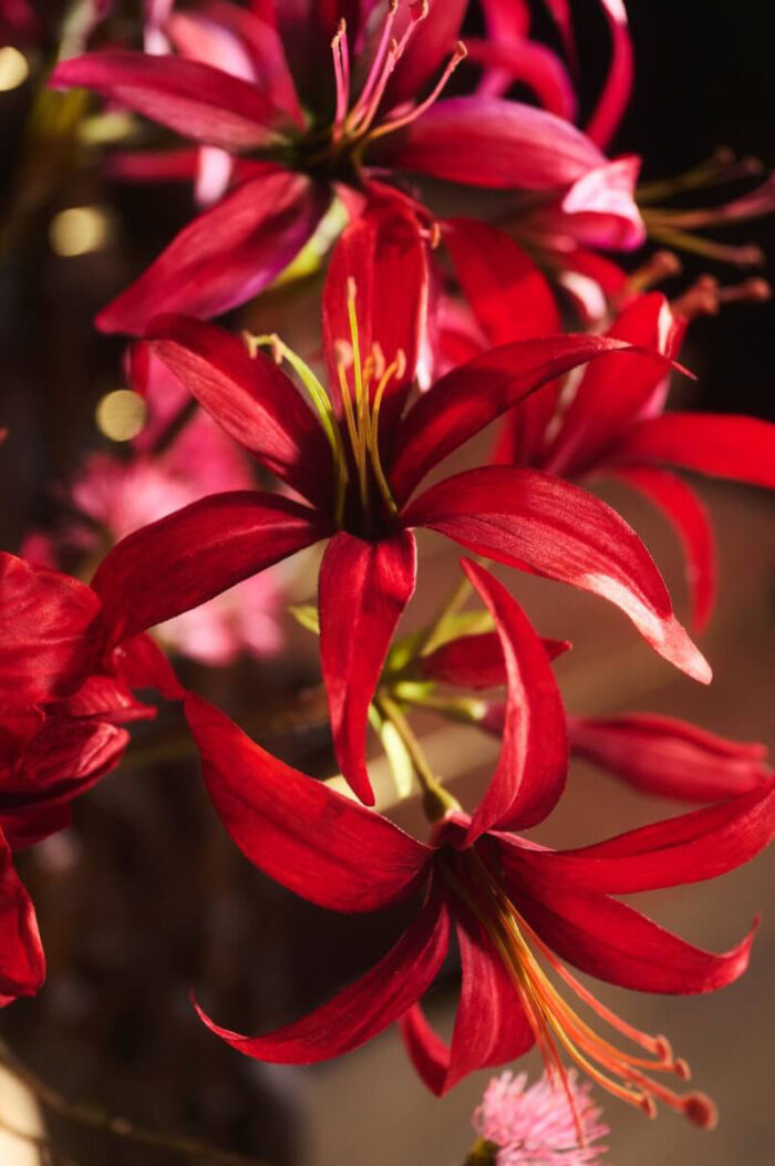 glamorous-amaryllis-1