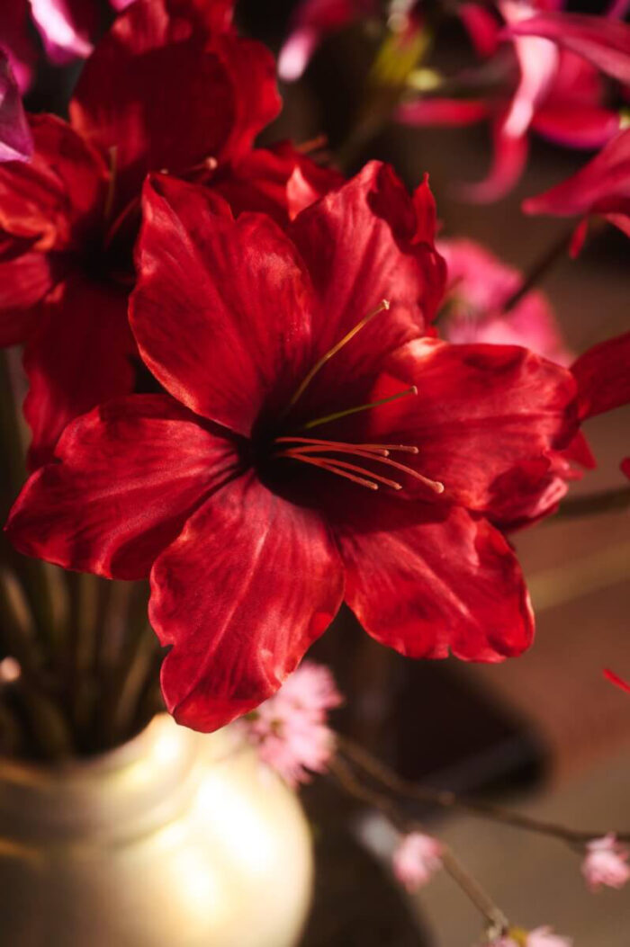 glamorous-amaryllis-2