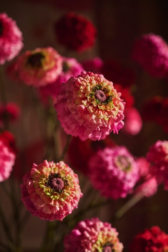 marvelous-zinnias-1