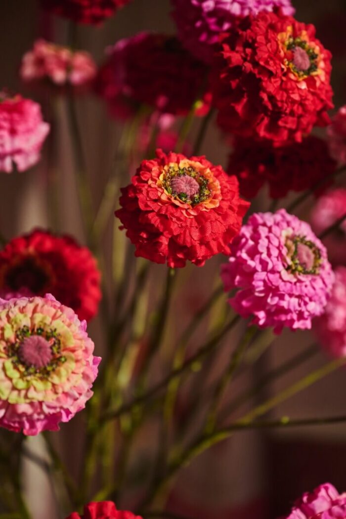 marvelous-zinnias-2