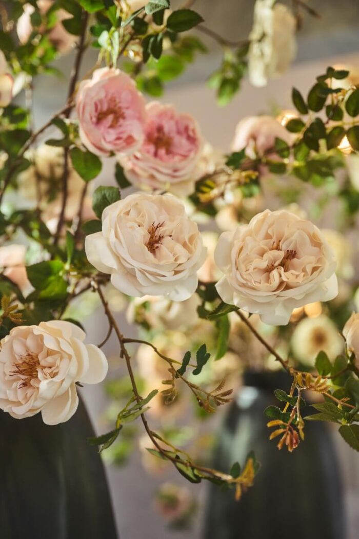 ritzy-roses-4