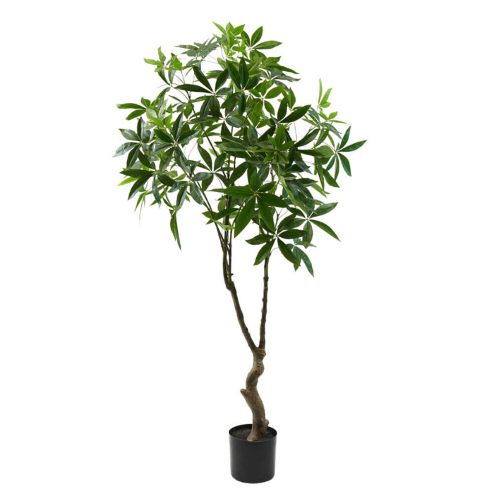 Pachira zöld 180 cm